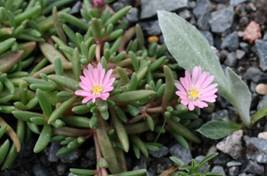 delosperma_spalmanthoides1