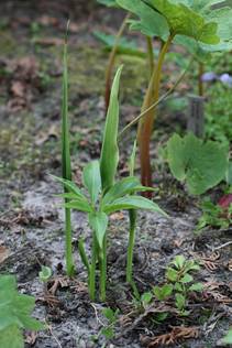 arisaema_draconitum4.JPG