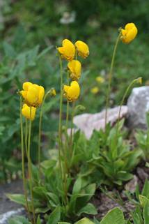 calceolaria_risomata2.JPG