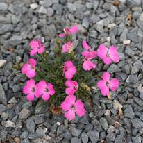 dianthus_furcara_var_tener1.JPG