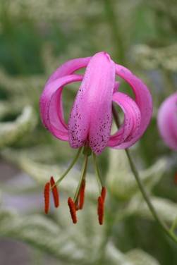 lilium_cernuum1.JPG