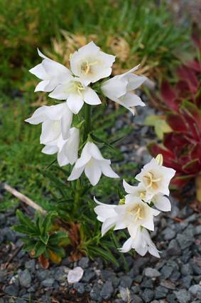 campanula_nitida1.JPG