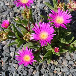 delosperma_shuterlandii2.JPG