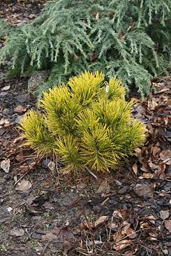 pinus_mugo_GOLDEN_GLOW2.JPG