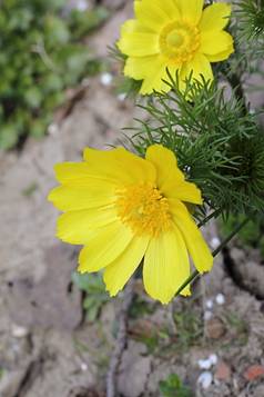 adonis_vernalis34.JPG