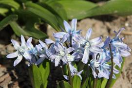 scilla_roseni32.JPG