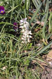 muscari_macrocarpum31.JPG