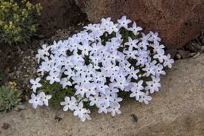 phlox_pulvinata32.JPG