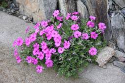 phlox_x1.JPG