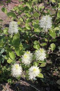 fothergilla_major32.JPG