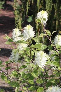 fothergilla_major33.JPG