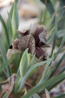 iris_acutiloba_lineolata1.JPG