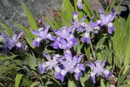 iris_lacustris1.JPG