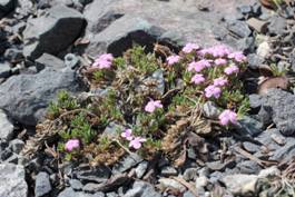 dianthus_myrtinervious_var_caespitosus1.JPG