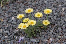 erigeron_CANARY_BIRD2.JPG