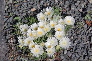 delosperma_WHITE_NUGGET31.JPG