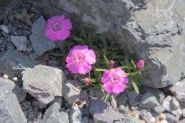 dianthus_alpinus31.JPG