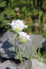 edraianthus_graminifolius_ALBUS1.JPG