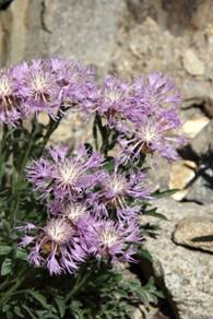 centaurea_bagadensis1.JPG