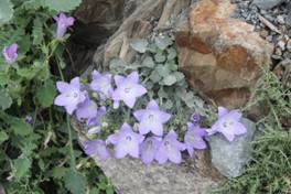 campanula_fragilis1.JPG