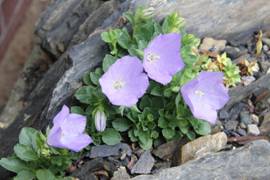 campanula_raineri32.JPG