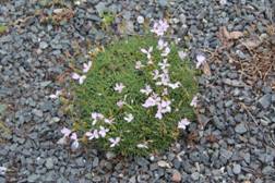 dianthus_freynii31.JPG