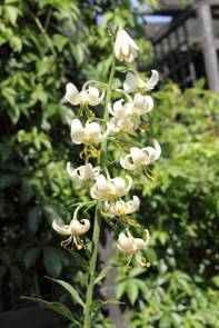 lilium_martagon_ALBA33.JPG