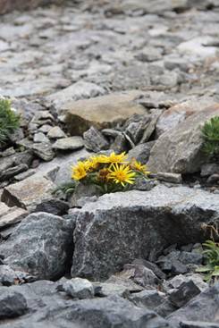 inula_acaulis3.JPG