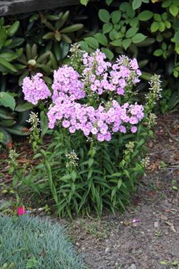 phlox_maculata_NATASCHA31.JPG