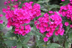 phlox_35.JPG