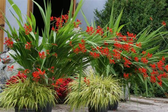 Crocosmia crocosmiiflora cv. Lucifer.JPG